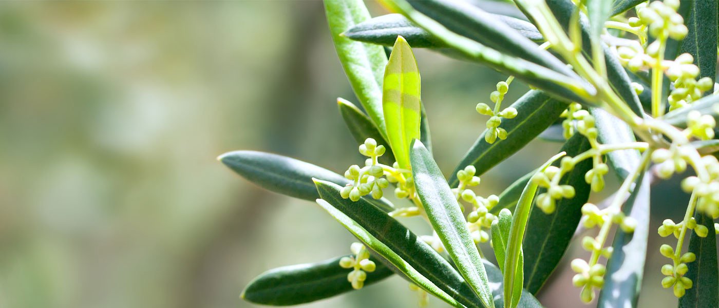 Στην κόψη του ξυραφιού λόγω... καλοκαιρίας η ελαιοπαραγωγή, άνθισαν πρόωρα οι ελιές