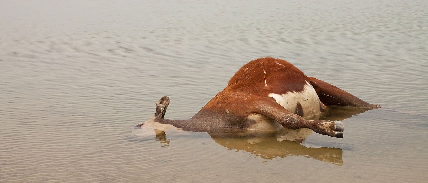 1η Νοεμβρίου σταματάει η δωρεάν συλλογή νεκρών ζώων, τι πρέπει να κάνουν οι κτηνοτρόφοι