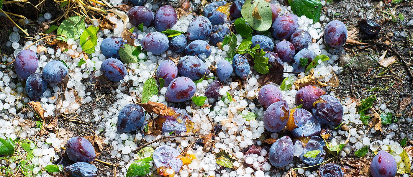 Δύο χαλαζοπτώσεις στην Πέλλα, έφεραν πολλές ζημιές στις δενδρώδεις καλλιέργειες