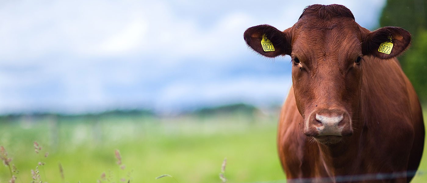 Αυξημένες εξαγωγές ελληνικών ζώντων μοσχαριών σε Αλβανία τιμές και προοπτικές βοοτροφίας