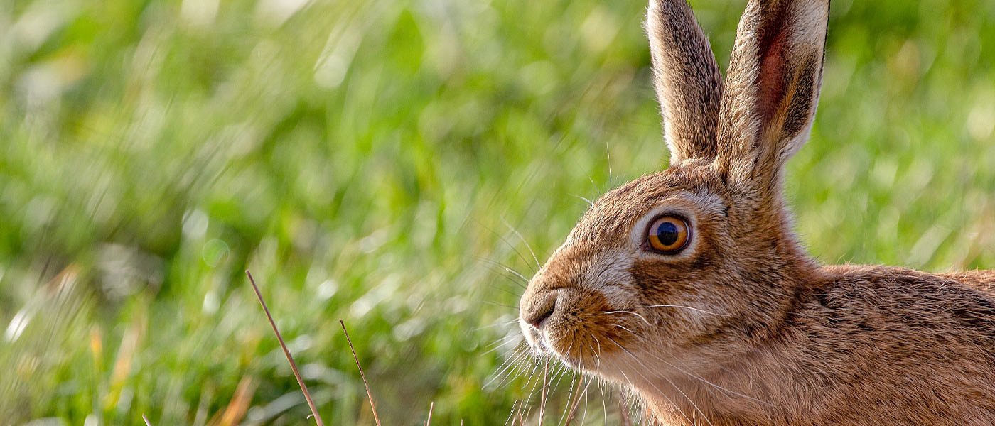 Υπό εξαφάνιση η κρεοπαραγωγή λαγού στην Ελλάδα, εισαγόμενο προϊόν τρώει ο καταναλωτής