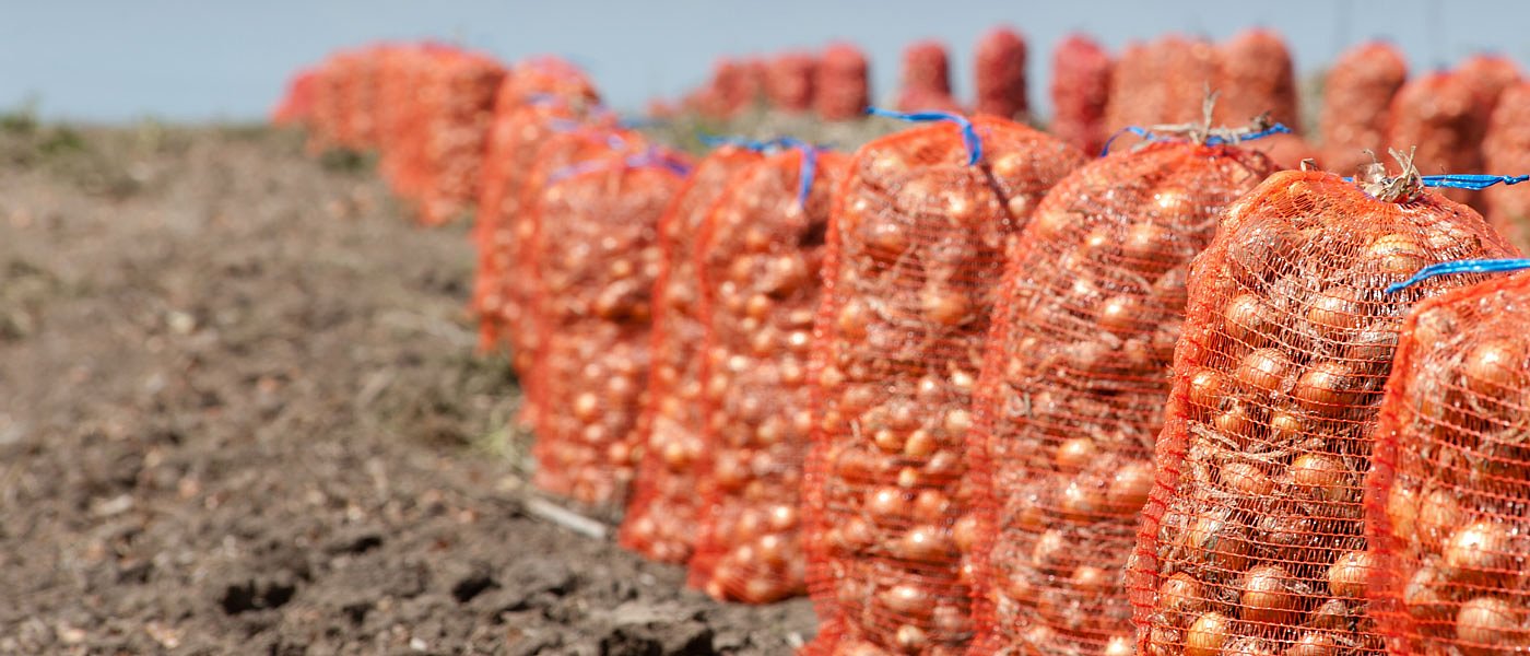 Οριακή η κατάσταση με τα κόστη στο ξερό κρεμμύδι, για ενίσχυση φωνάζουν οι αγρότες