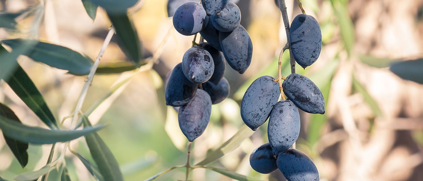 Αντιμέτωπη με έλλειψη εμπορικών μεγεθών η ελιά Καλαμών, ανηφορίζουν οι τιμές