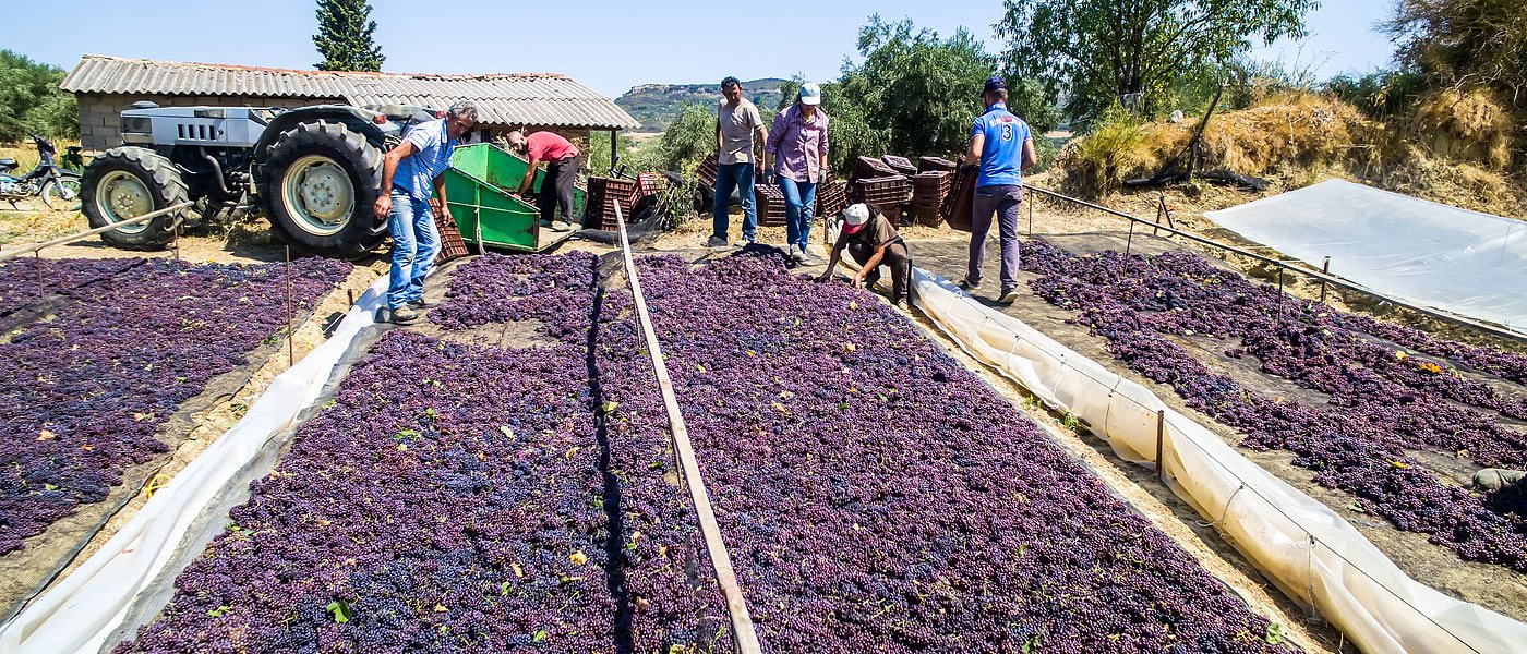 Κορινθιακή σταφίδα: Αυξημένη παραγωγή και καλή ποιότητα φέτος καλές προοπτικές για τιμές