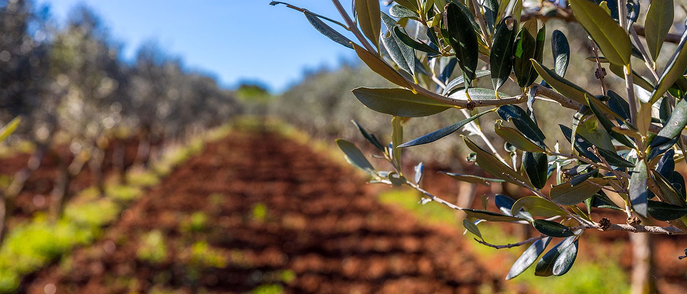 Τα βασικά σημεία στην λίπανση της ελιάς και τα πλεονεκτήματα της διαφυλλικής