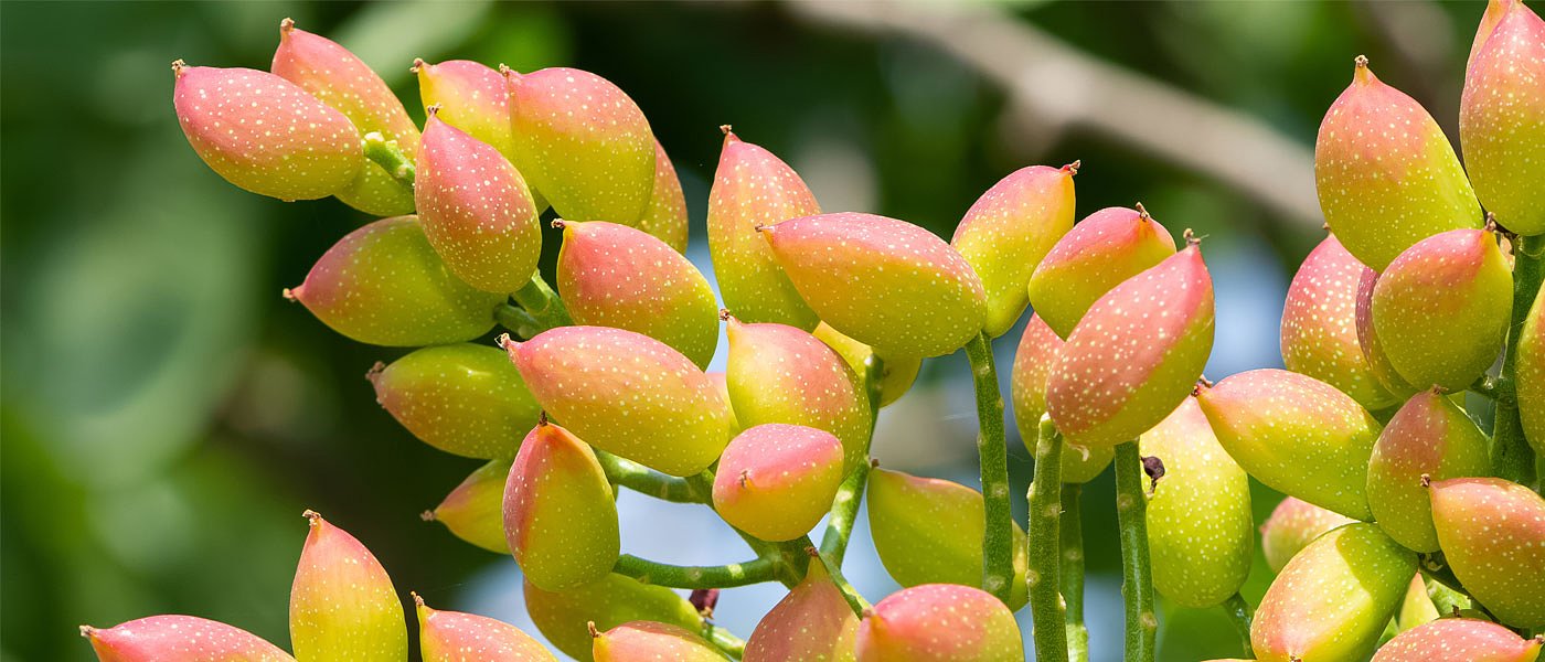 Προβλήματα και προβλέψεις της φετινής παραγωγής για το κελυφωτό φιστίκι
