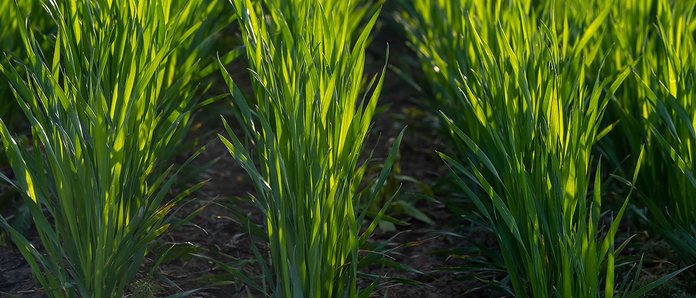 Πώς εξελίσσεται η καλλιέργεια των σιτηρών στη Θεσσαλία, απαιτείται έλεγχος για μύκητες