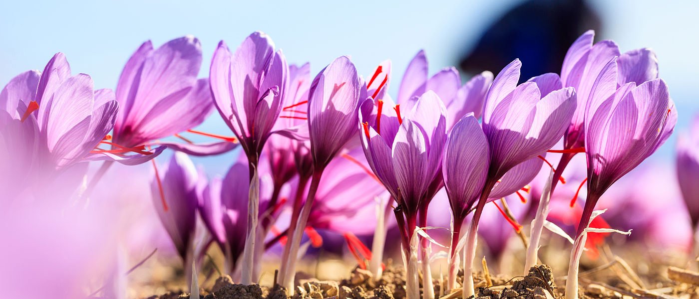 Ο κορονοϊός μείωσε το ενδιαφέρον για κρόκο Κοζάνης, ακυρώσεις παραγγελιών από ΕΕ
