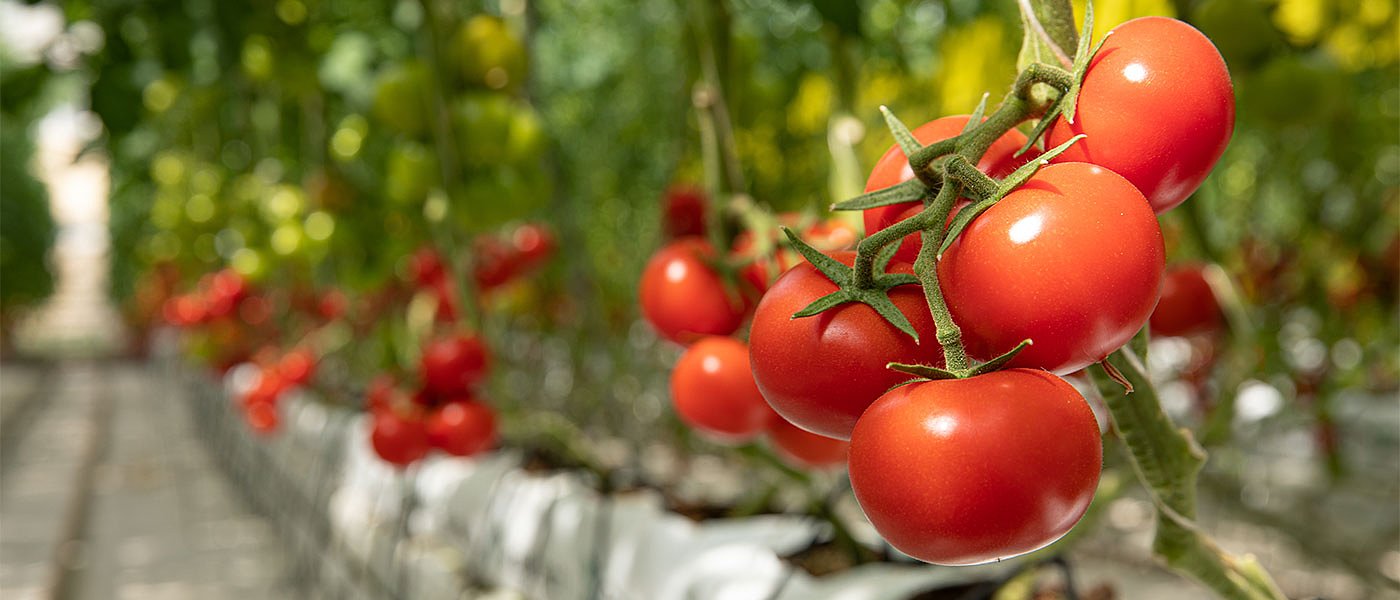 Μέχρι τέλος εβδομάδας ΚΥΑ για εργάτες γης, πάει για de minimis η καλλιέργεια ντομάτας