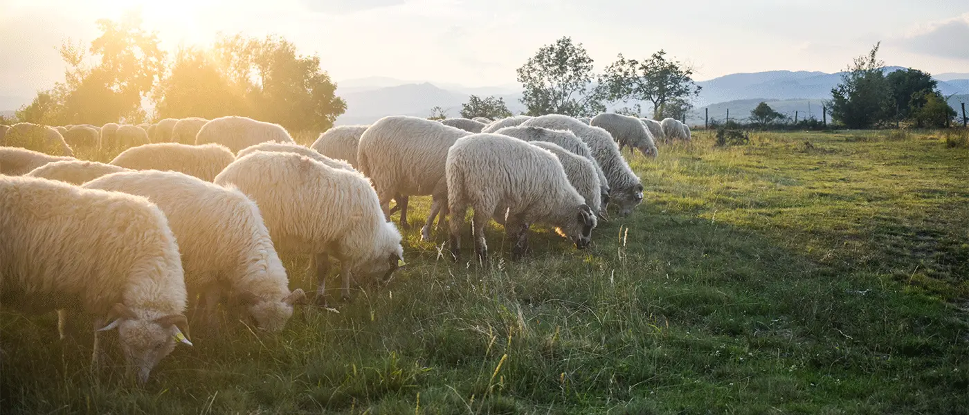 Και τα ιδιωτικά στις ειδικές περιπτώσεις μονοετών μισθωτηρίων βοσκότοπων