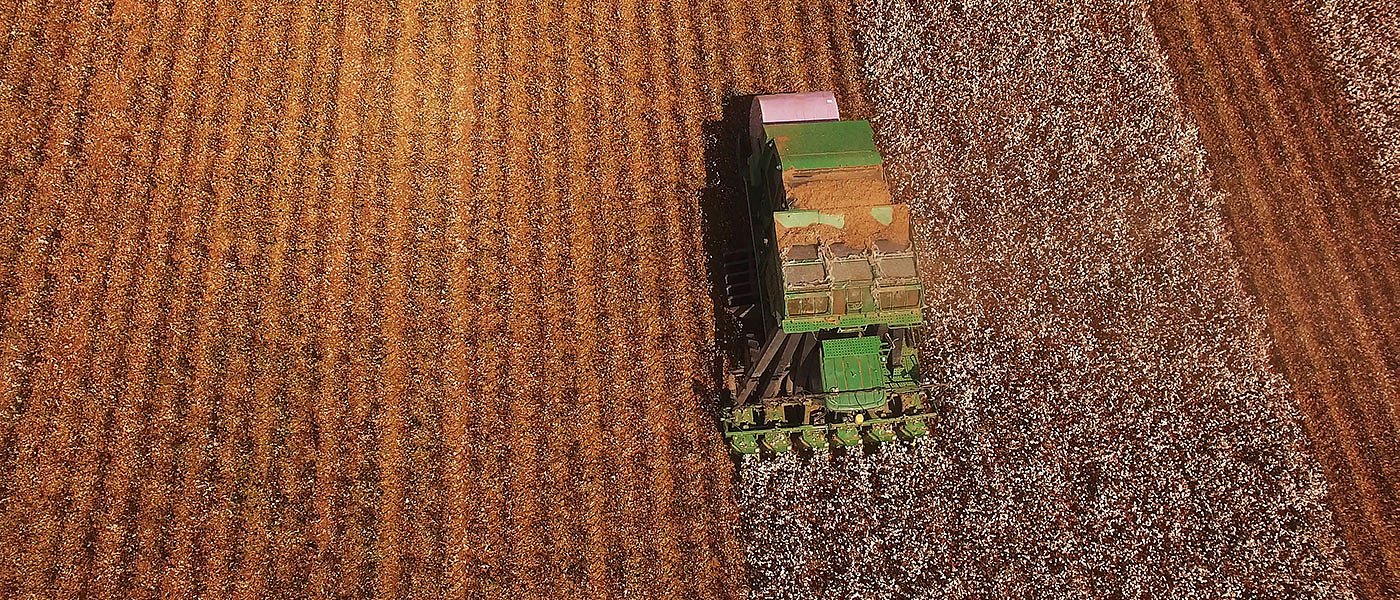 Ξεκίνησε συγκομιδή βαμβακιού, οι τιμές προσυμβολαίων, τι συμβαίνει σε παγκόσμια παραγωγή