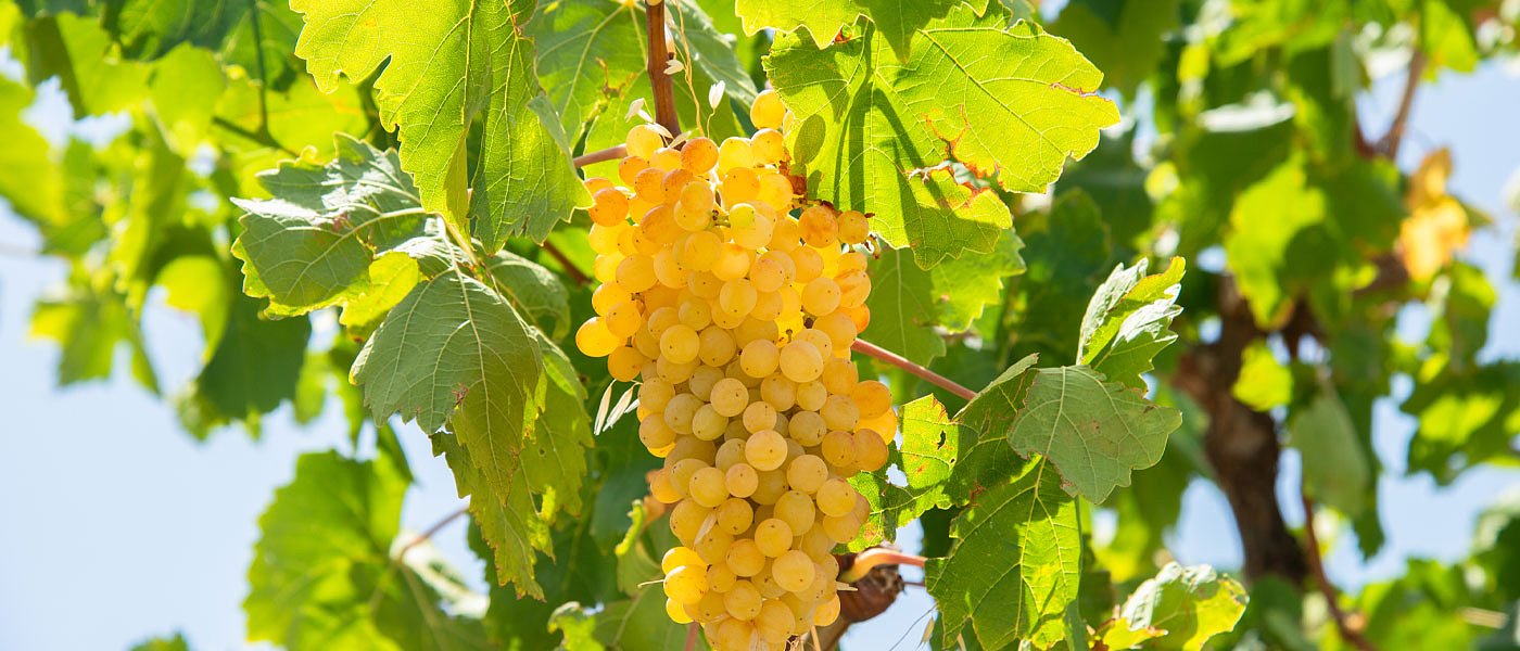 Υπό παρακολούθηση έχει το σταφύλι το ΥπΑΑΤ για έκτακτη ενίσχυση