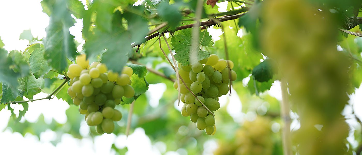 Καλά εξελίσσεται η καλλιέργεια επιτραπέζιων σταφυλιών, πιο όψιμη φέτος η παραγωγή