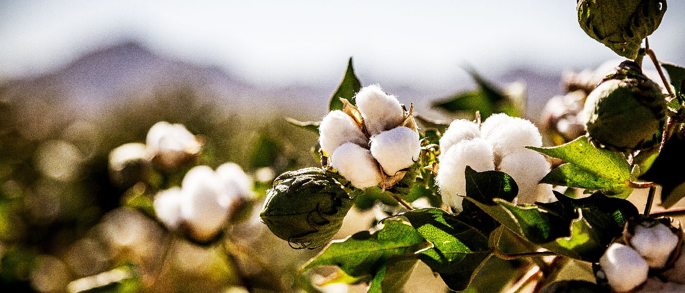 Αυξημένη αναμένεται η ειδική ενίσχυση βάμβακος του 2020