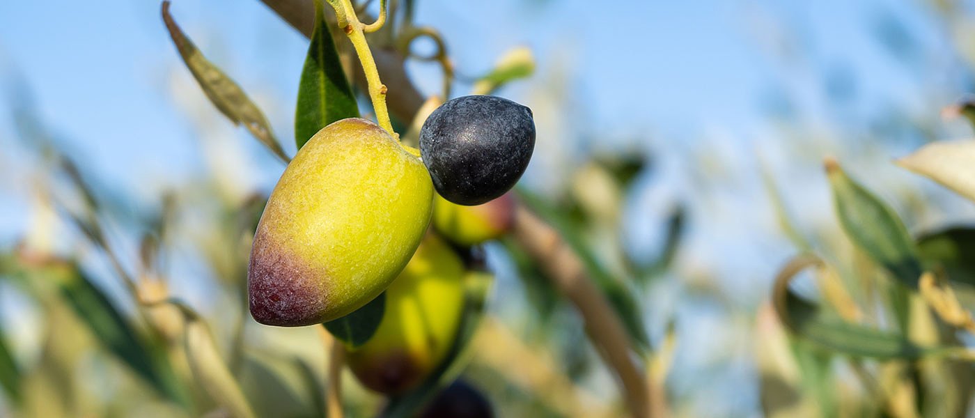 Ελιές Καλαμών: Λίγη παραγωγή ήρθαν και προβλήματα με δάκο, πόσο πάει για ελαιοποίηση