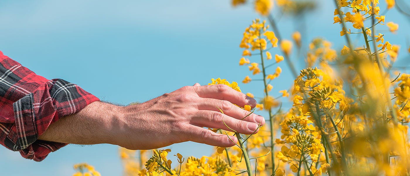 Eλαιοκράμβη: Προβλέψεις για εκτάσεις καλλιέργειας, αποδόσεις και παραγωγή στην ΕΕ το 2026