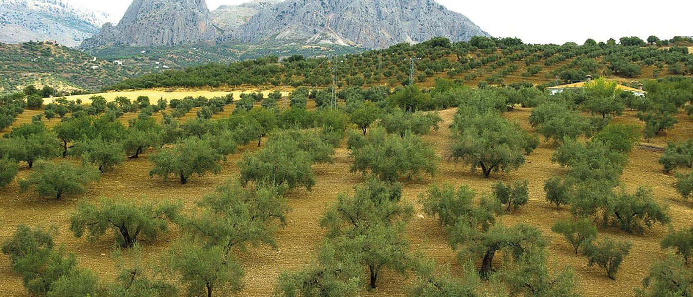 Από την έρημο στο οικοσύστημα: Το εγχείρημα στο Σίγρι της Λέσβου που έγινε πρότυπο