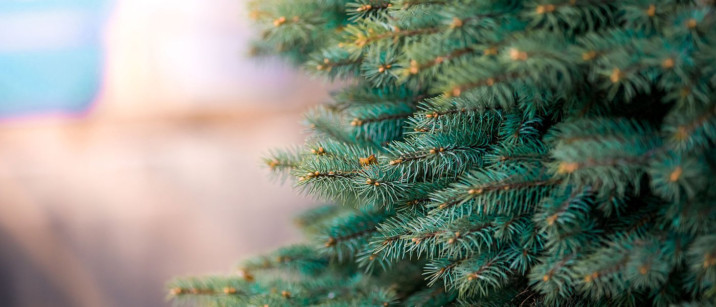 Παραμένει στα περσινά επίπεδα η ζήτηση και οι τιμές στα έλατα, η καλλιέργεια δεν είναι επιλέξιμη για ενίσχυση από την ΚΑΠ