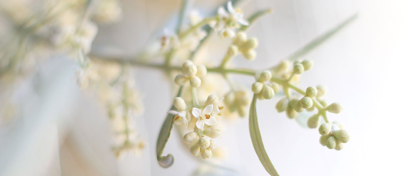 Σήμα κινδύνου για γλοιοσπόριο και δάκο, κινδυνεύει η φετινή παραγωγή ελιάς
