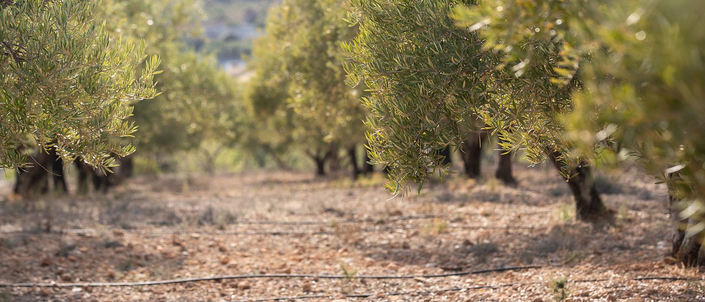 Άρδευση ελιάς: πότε και πόσο να ποτίζεις