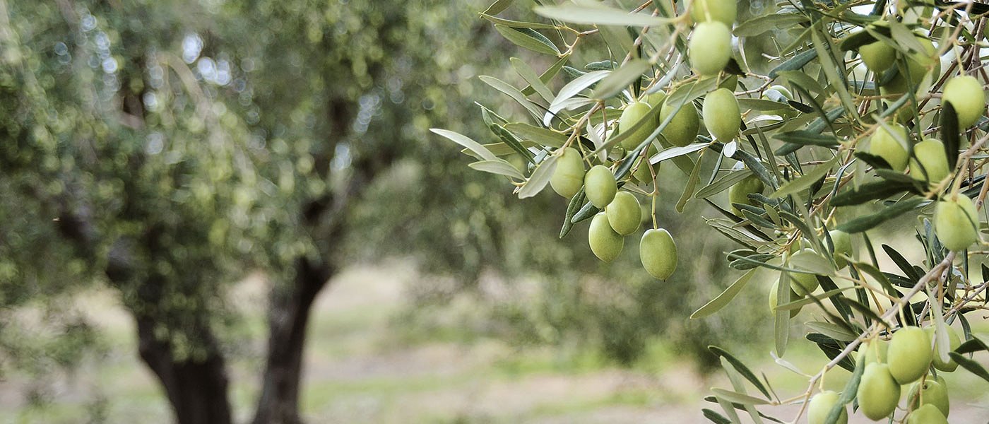 Μελετά ο Ανδριανός παράταση επικαιροποίησης αμπελουργικού και ελαιοκομικού μητρώου