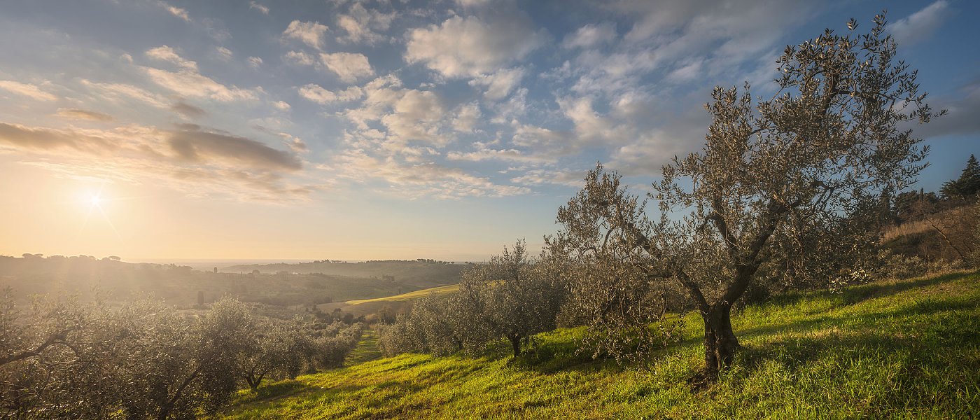 Μεγαλύτερη στήριξη της ελαιοκαλλιέργειας από την ΚΑΠ και πιο έγκαιρη δακοκτονία ζητούν οι Κρητικοί