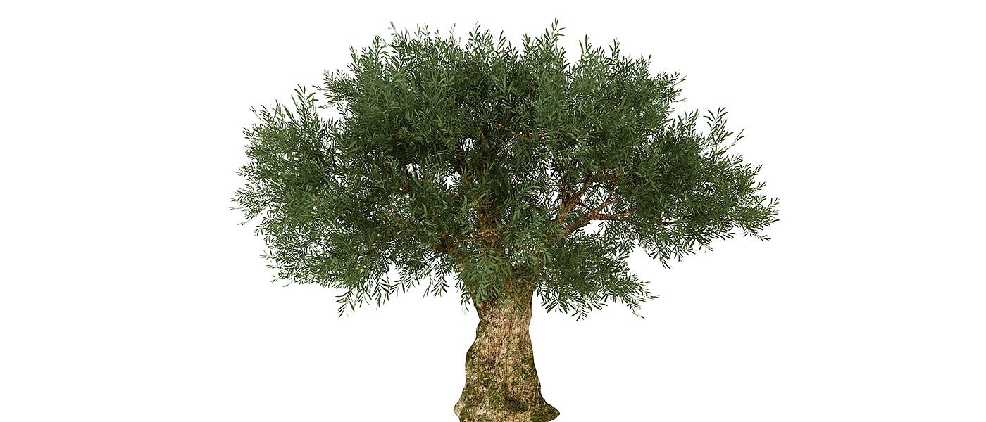 Αφιέρωμα: Τα φυτώρια προτείνουν ποικιλίες ελιάς για παραγωγή ελαιολάδου