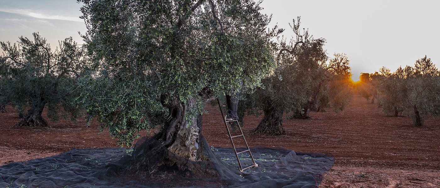 Γλοιοσπόριο: Η ασθένεια που θα απασχολήσει αν αρχίσουν οι βροχές