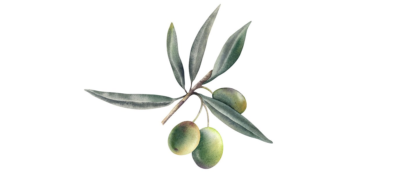 Μετασυλλεκτική λίπανση στην ελιά: το κλειδί για τη νέα σοδειά