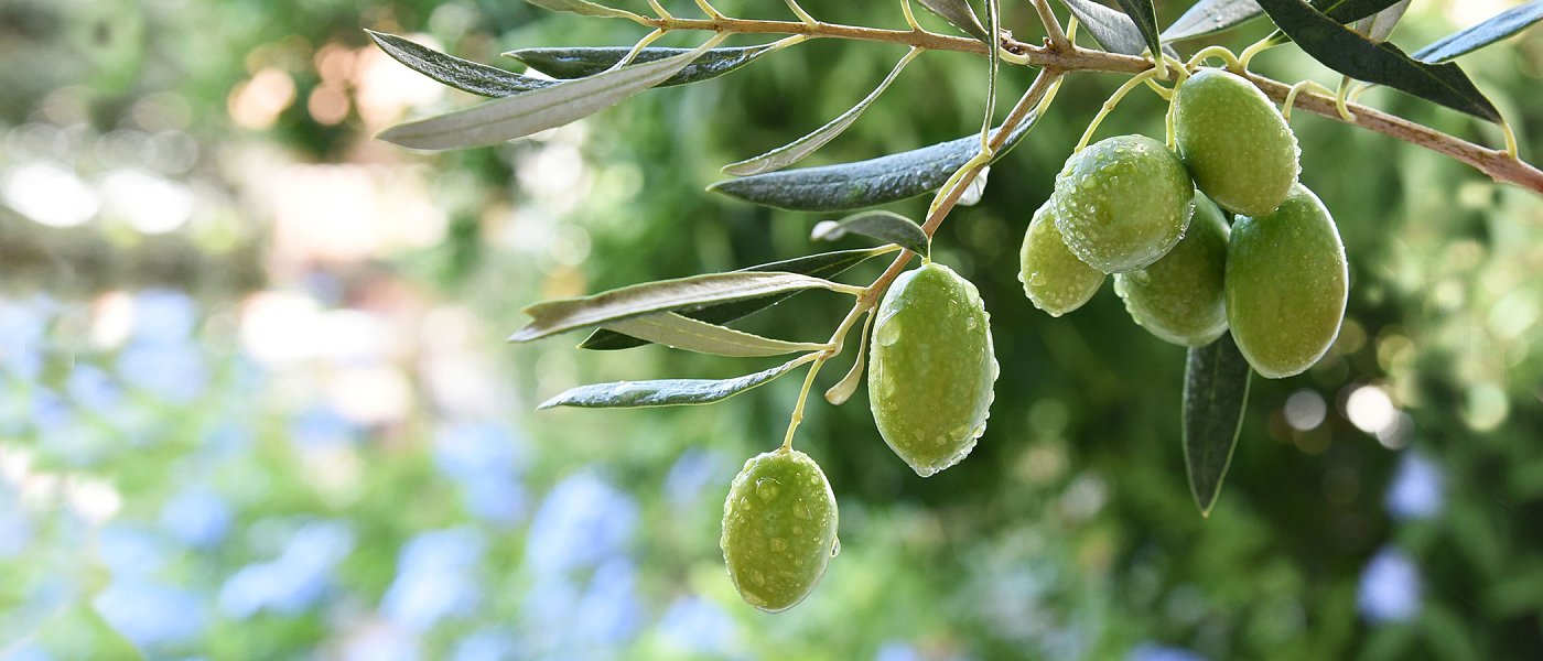 Άρχισαν οι παραδόσεις υλικών δακοκτονίας για την περίοδο 2026–2028