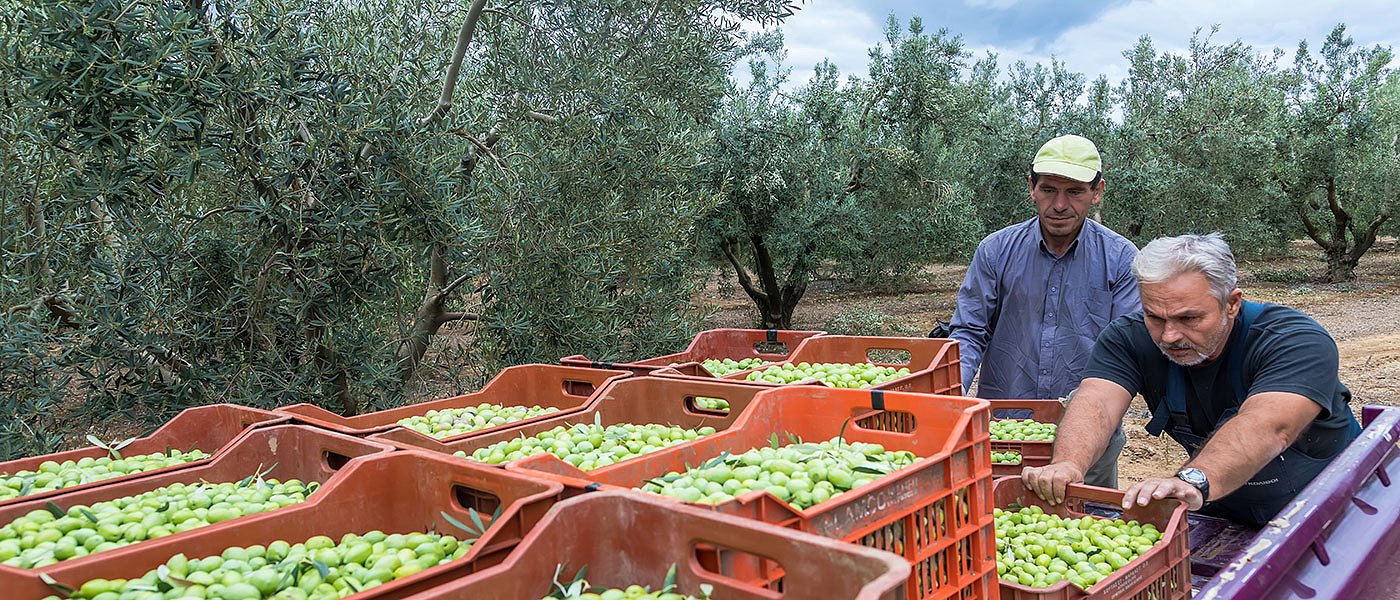 Από Μάιο 2026 πάει η εφαρμογή ψηφιακού δελτίου αποστολής ελαιοκάρπου με απόφαση της ΑΑΔΕ