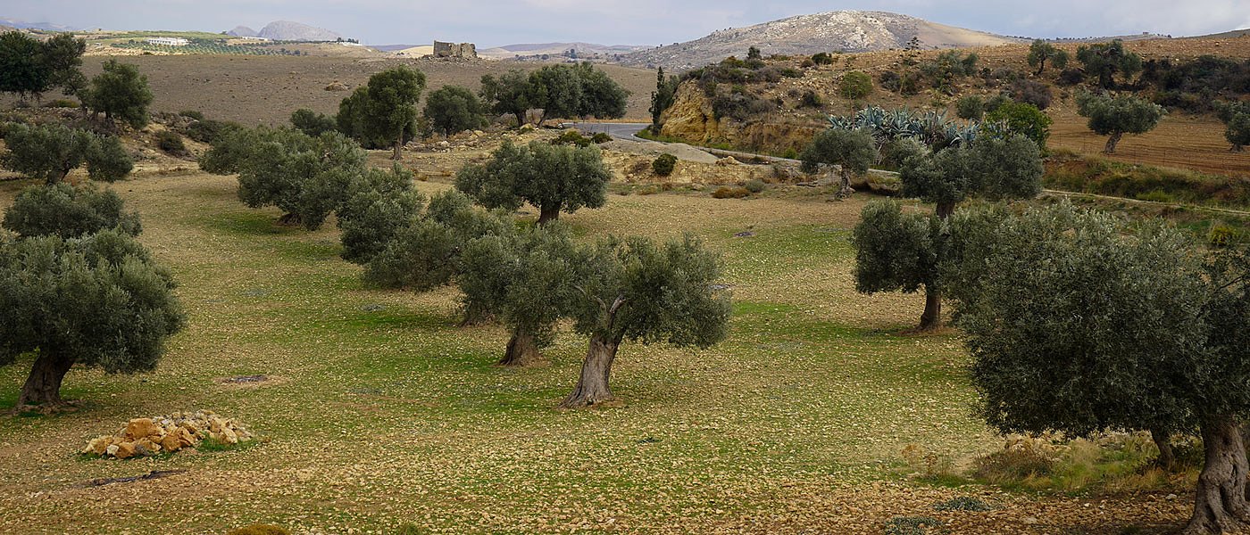 Προβλέψεις για την φετινή παραγωγή ελαιολάδου στην Κρήτη, που κυμαίνονται οι τιμές