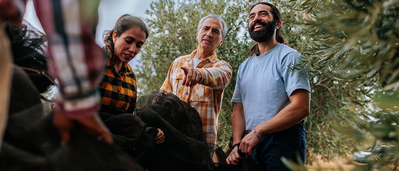 Μετασυλλεκτική λίπανση στην ελιά