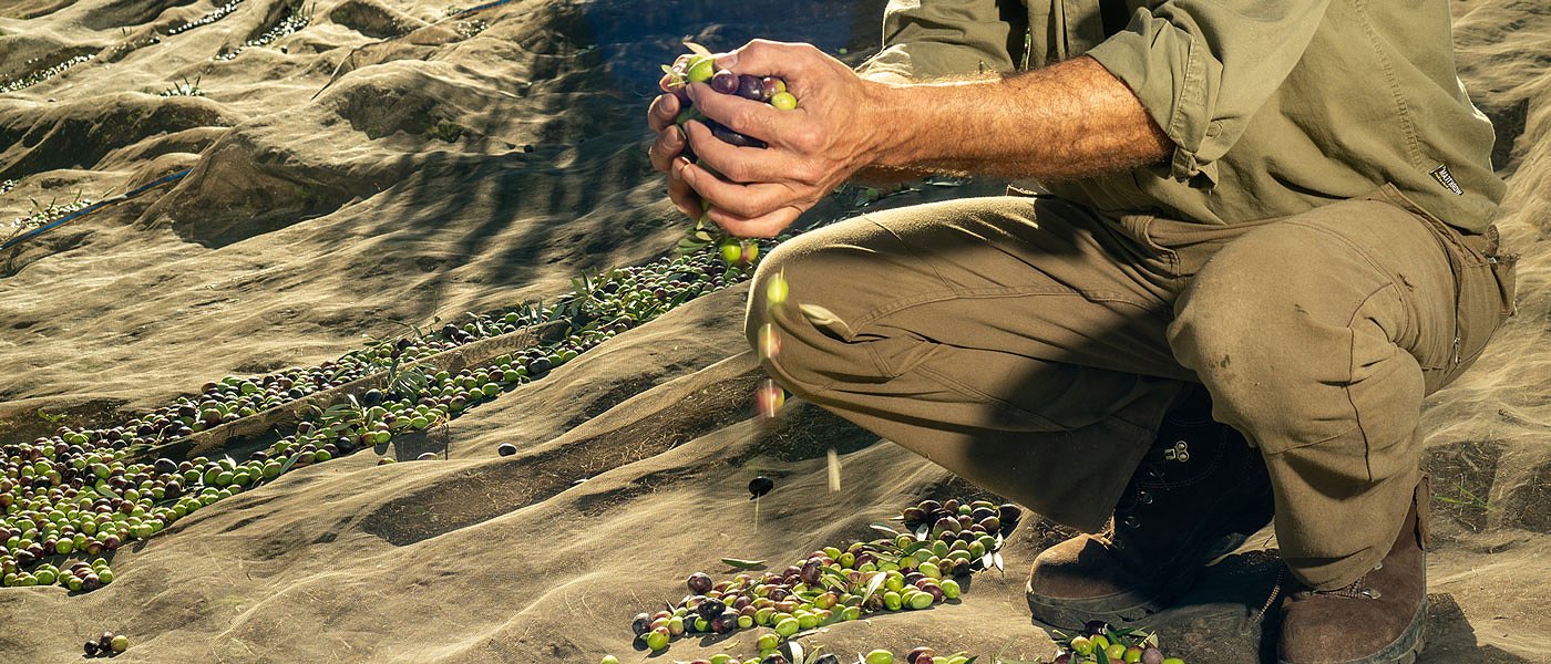 Οι παγίδες στην ελαιοσυγκομιδή — και πώς να τις αποφύγετε