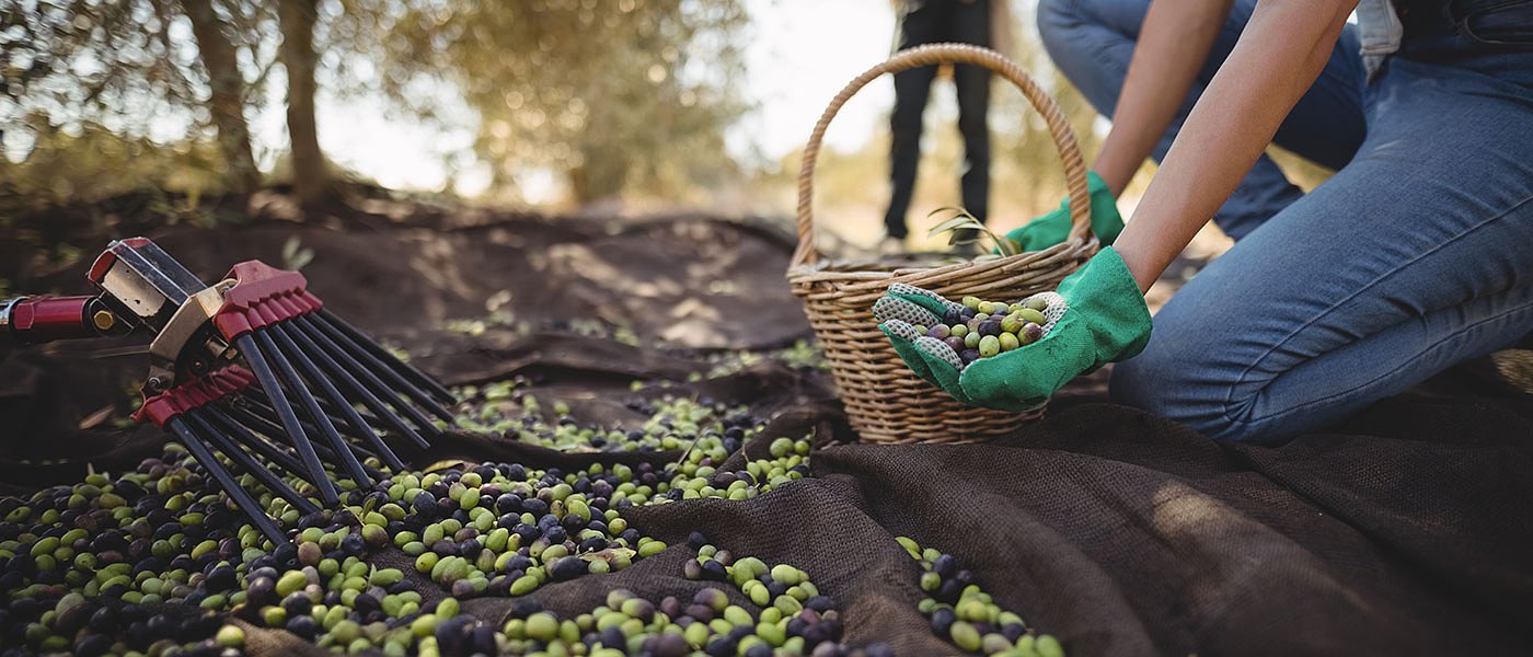 Ξεκίνησε η μάχη κατά του δάκου και φέτος με προβλήματα, οι πρώτες εικόνες της καρπόδεσης