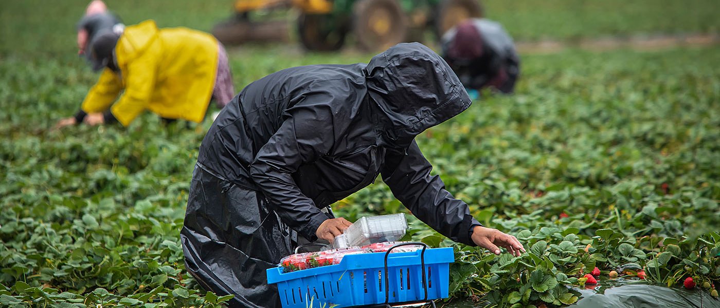 Εξαρθρώθηκε κύκλωμα στην Κρήτη που έφερνε παράνομα και εκμεταλλευόταν εργάτες από τρίτες χώρες