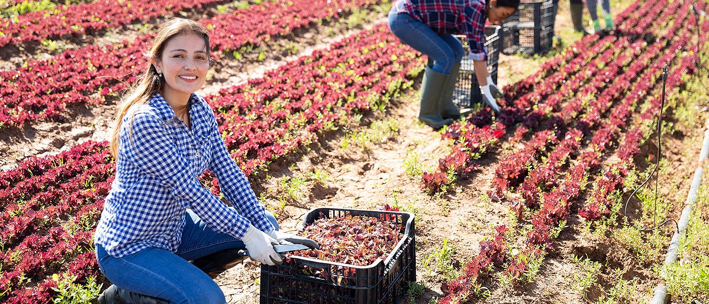 Σε λειτουργία τέθηκε η νέα εφαρμογή για το εργόσημο, οι νέες δυνατότητες των ασφαλισμένων