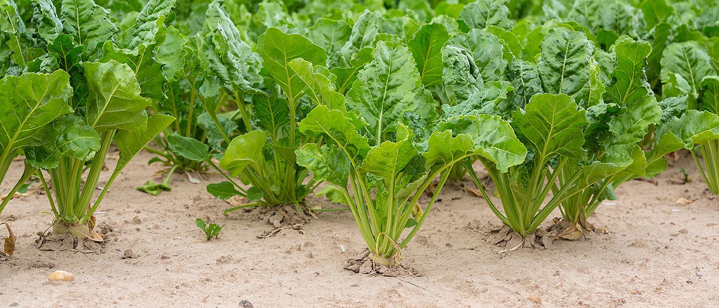 Συνάντηση στο Πλατύ για «ξεχασμένη» εξυγίανση της ΕΒΖ, στην ΕΕ στα ύψη οι τιμές ζάχαρης