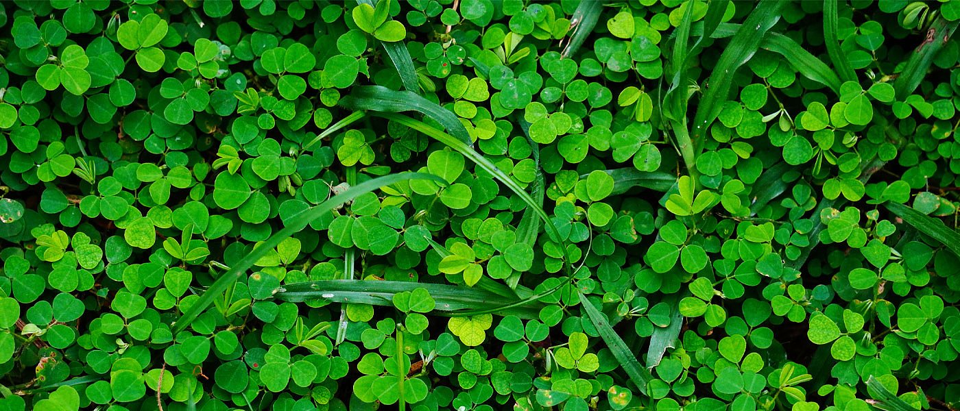 Χάνουν την συνδεδεμένη στη μηδική και πρέπει να επιστρέψουν την προκαταβολή βιολογικής