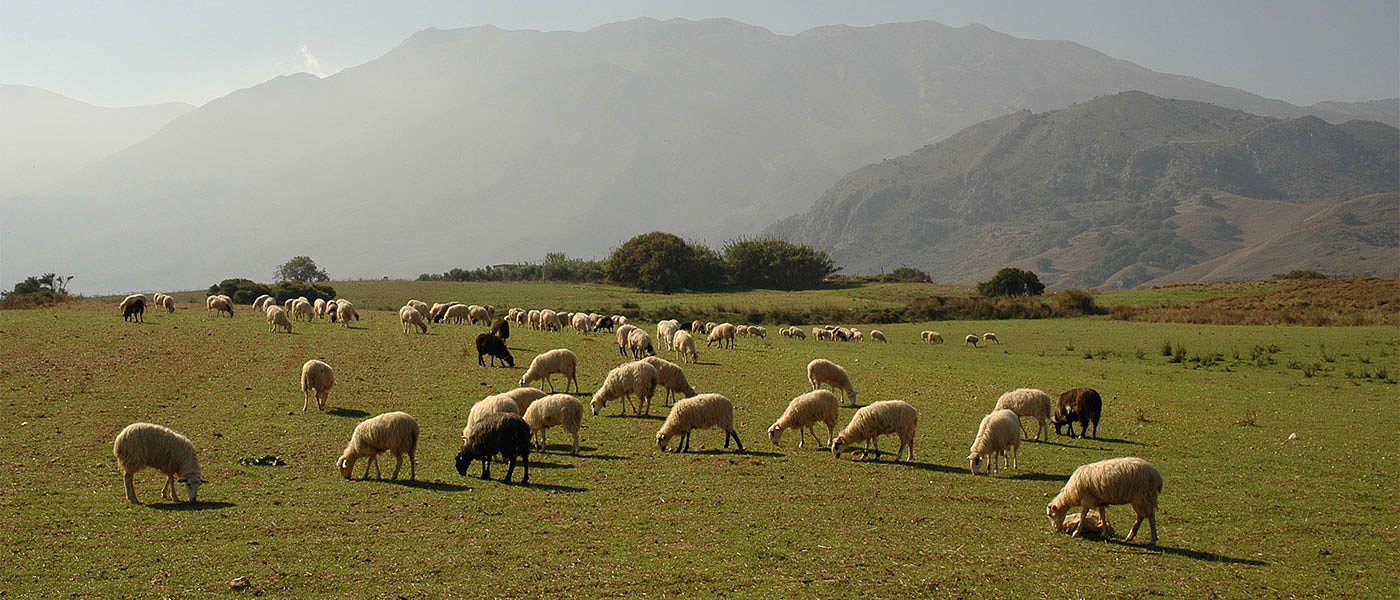 Χάνει βοσκότοπια ο κτηνοτρόφος αν μετά από έλεγχο βρεθεί με λιγότερα ζώα από όσα δήλωσε