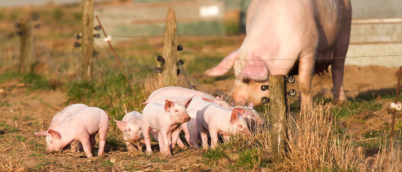 Αφρικανική πανώλη των χοίρων: αύξηση κρουσμάτων το 2023 λέει η EFSA