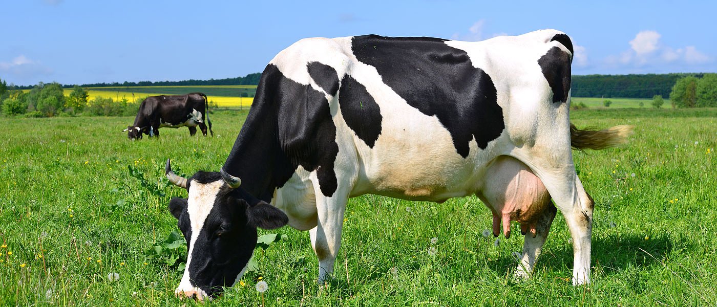 Το γιαούρτι από ελληνικό αγελαδινό γάλα μπορεί να αναστήσει την αγελαδοτροφία στην χώρα