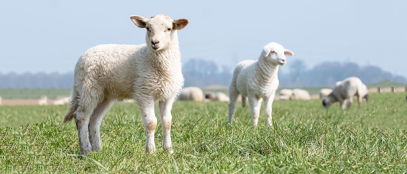 Νέα κρούσματα ευλογιάς θανατώθηκαν 1.000 πρόβατα, κανένα νέο από ΥπΑΑΤ για αγορά ζώων