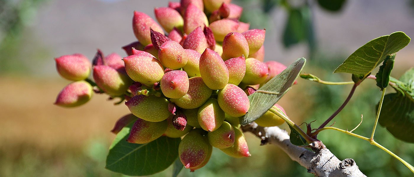 Οι έμποροι βιάζονται να αγοράσουν κελυφωτό φιστίκι, οι παραγωγοί αναμένουν 15 ευρώ
