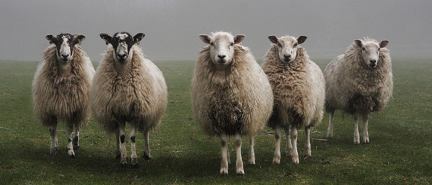 Πως γίνεται η καταβολή του μισθώματος βοσκοτόπων από τους κτηνοτρόφους στις Περιφέρειες