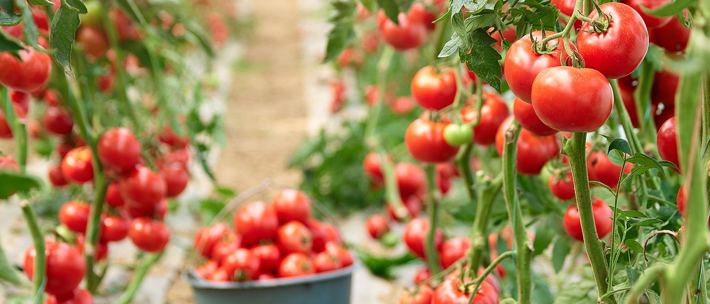 Στα αζήτητα οι ντομάτες, μεγάλες ποσότητες έπεσαν στην αγορά έγιναν και εισαγωγές