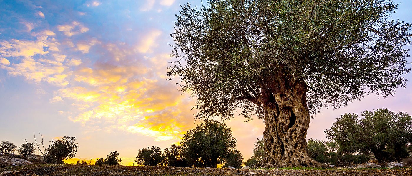 Διαφυλλική λίπανση της ελιάς με τη Yara