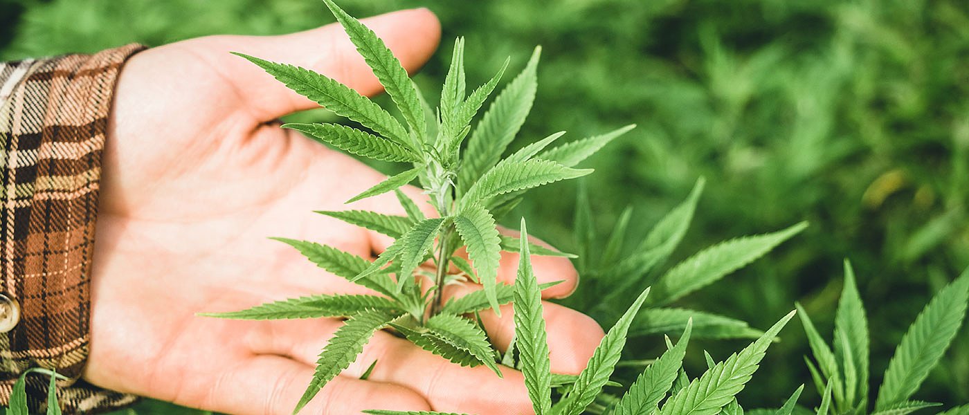 Αύξηση ορίου THC στη βιομηχανική κάνναβη με τη νέα ΚΑΠ, γκρι ζώνη οι ταξιανθίες