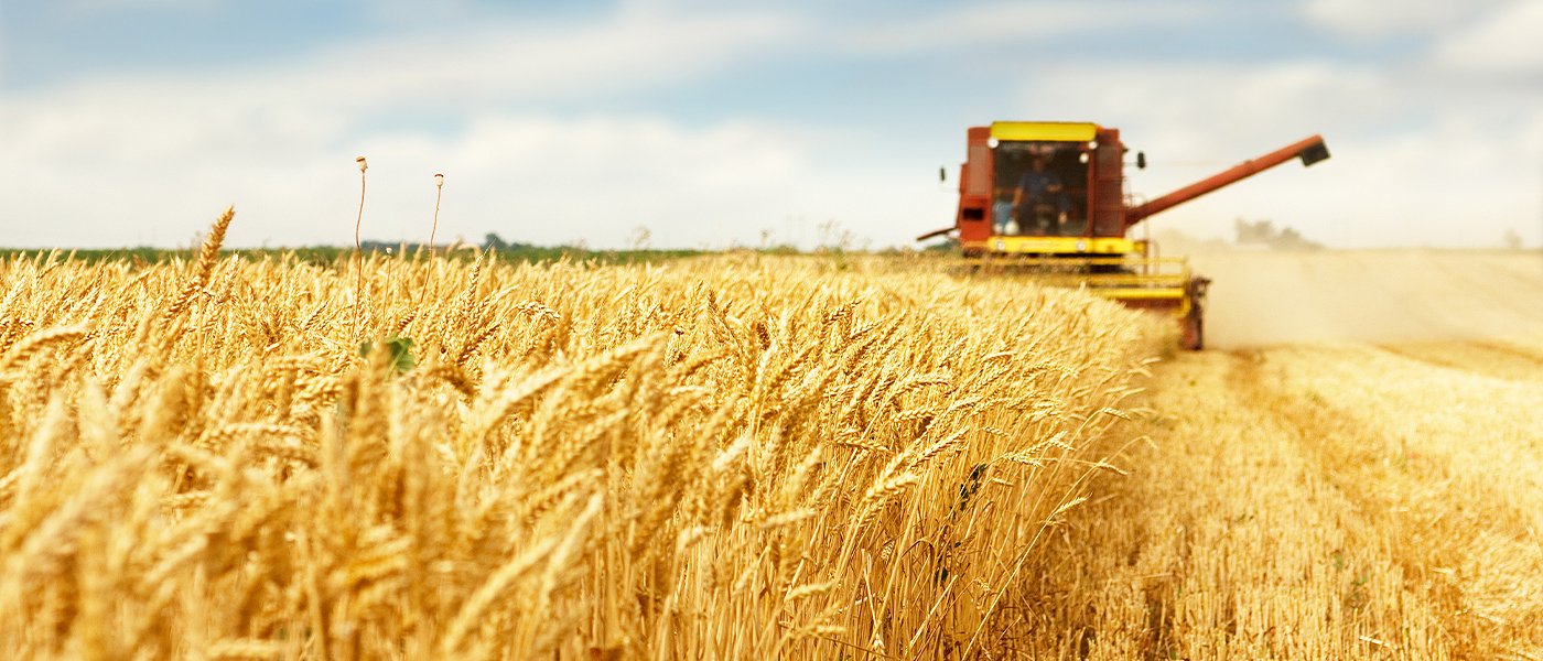 Ρουμανία: Λιγότερα φέτος τα στρέμματα με καλαμπόκι και κριθάρι, οριακή αύξηση στα στάρια