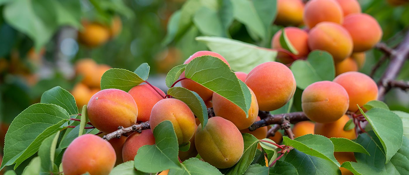 Πάει πίσω ο νέος Κανονισμός ΕΛΓΑ, από 2025 και βλέπουμε, πρόβλημα καρπόδεσης τα βερίκοκα